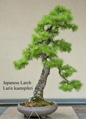 Семена Лиственница Японская Larix kaempferi