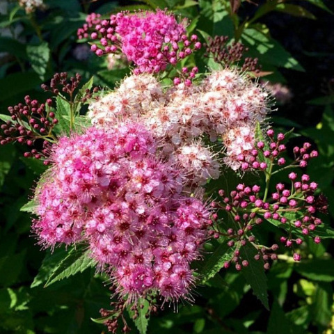 Спирея  японская Широбана | Spiraea japonica Shirobana (С5)