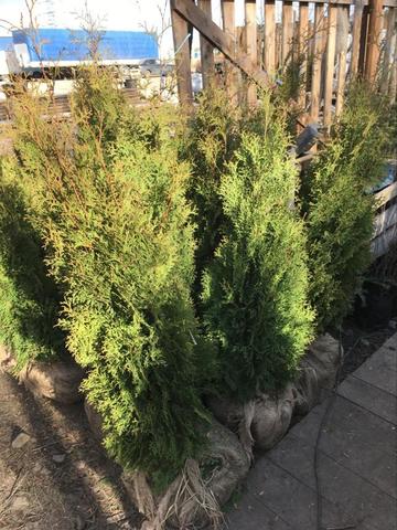 Живая изгородь из туи Холмструп 1 м купить