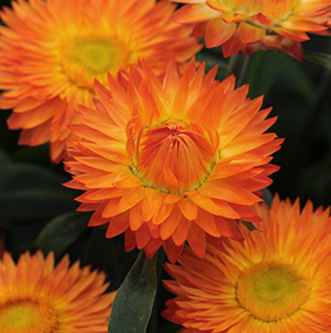 3914 Брактианта 44124 Moha Orange '26 (Весна 2026)