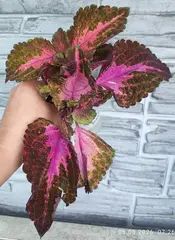 Коралловый закат ОП колеус