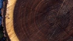 Teofrast Орех черный Juglans nigra