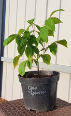 Teofrast Орех черный Juglans nigra