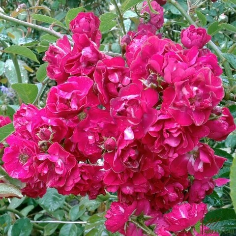Субра (Subra)