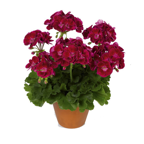 2819 Пеларгония зональная PAC FLOWER FAIRY VELVET