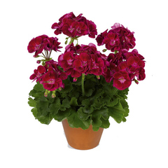 2819 Пеларгония зональная PAC FLOWER FAIRY VELVET