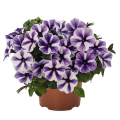 3265 Петуния SWEETUNIA STARFISH (ОСЕНЬ 2025)