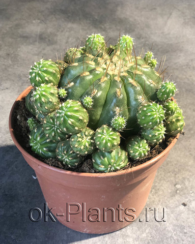Матукана Полци