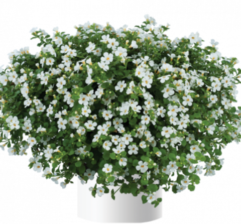 1027 Бакопа SCOPIA GULLIVER COMPACT WHITE