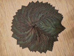 Лист с тонировкой. 30*22. Цвет на выбор заказчика. От 6шт.