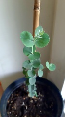 Teofrast Семена Эвкалипт Гунни Eucalyptus Gunii