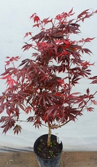 Teofrast Клен дланевидный acer palmatum trompenburg