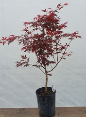 Teofrast Клен дланевидный acer palmatum trompenburg