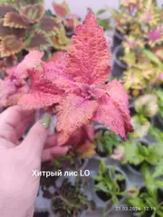 Хитрый Лис LO колеус