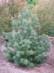 Семена Сосна кедровая корейская pinus koraiensis