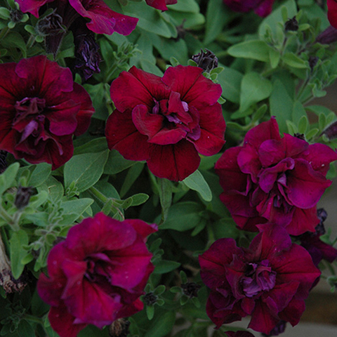 32196 Петуния SWEETSUNSHINE BURGUNDY (Весна 2026)