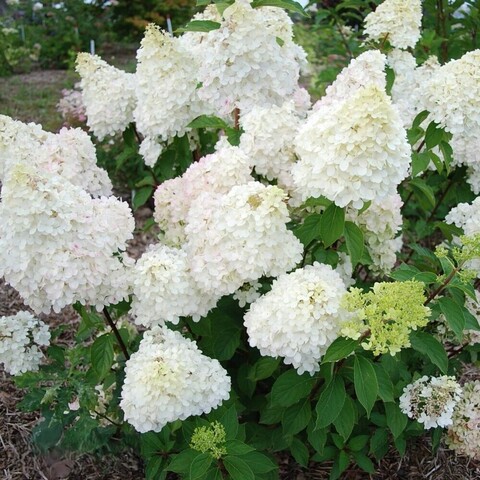 Гортензия метельчатая ДИАМАНТИНО (Hydrangea paniculata «Diamantino») (ЗКС)