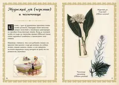 Маленький гримуар ведьмы