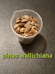 Teofrast Сосна гималайская Pinus wallichiana