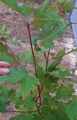 Teofrast Клен сахарный Acer saccharum