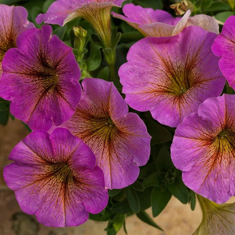 3240 Петуния BEAUTICAL Sunray Pink (Весна 2026)