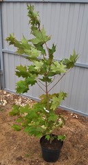 Teofrast Клен сахарный Acer saccharum
