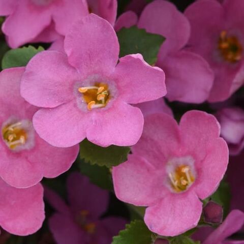 1045 Бакопа MEGACOPA PINK IMPR.