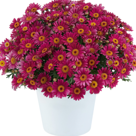 3609 Агрирантемум LOLLIES BERRY GUMMY