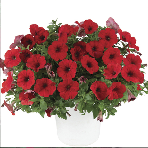 32198 Петуния CAPELLA Ruby Red Imp. (Весна 2026)