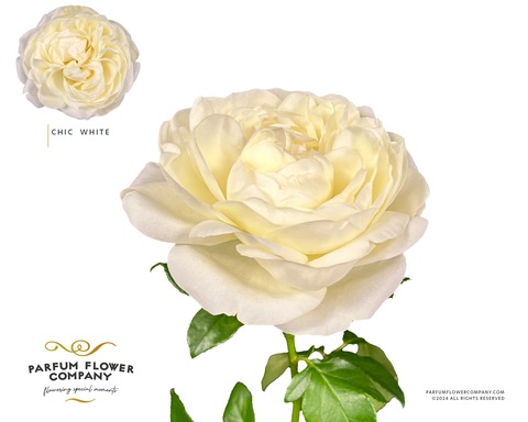 Чик Вайт(Chic white)