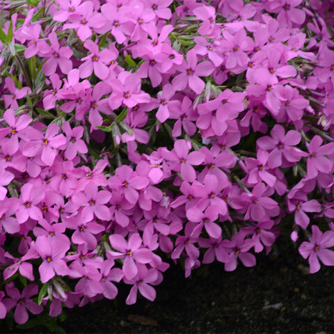 7518 Флокс PHLOXSTAR Magenta (Весна 2026)