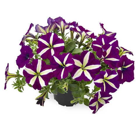 32216 Петуния Tea Violet Bicolor (Весна 2026)