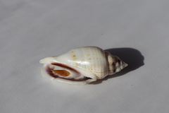Ракушка Стромбус гиббосус (Gibberulus gibbosus)