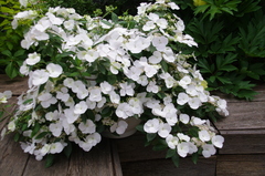 3х летняя Гортензия (горшок 10 литров) крупнолистовая РЕНЕВЕЙ БРАЙД (Hydrangea macrophylla 