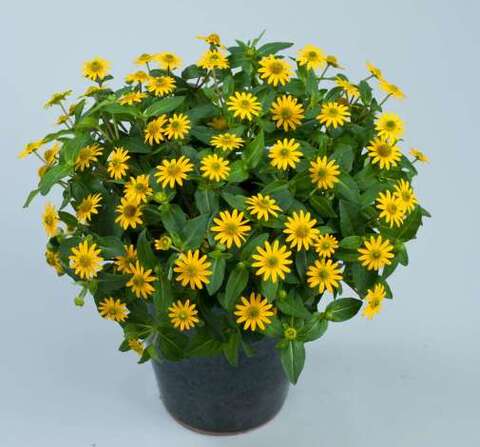 8703 Санвиталия TALYA Great Yellow (Весна 2026)