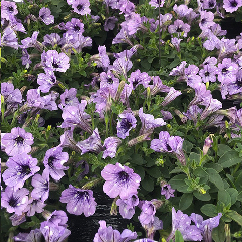 3218 Петуния SKY LAVENDER SKY - горшок 0,5л(P9)
