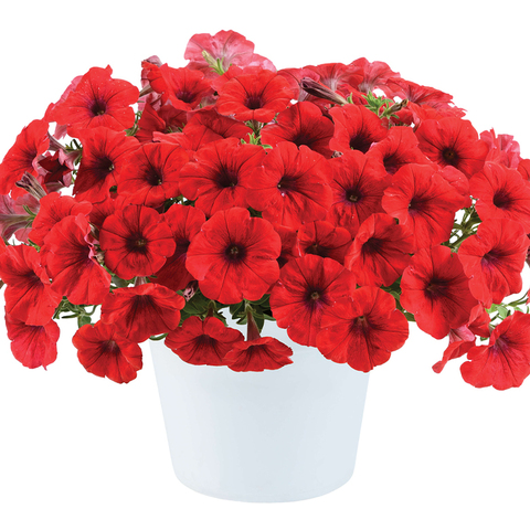 32217 Петуния CASCADIAS Chili Red (Весна 2026)