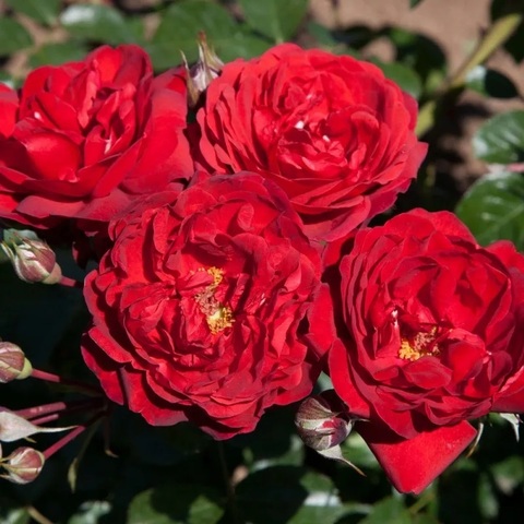 Скарлет Боника (Scarlet Bonica)