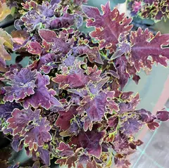 Magic Pattern Тай колеус
