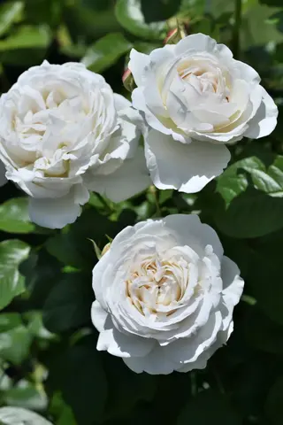 Павлова Дельбар (Pavlova Delbard)