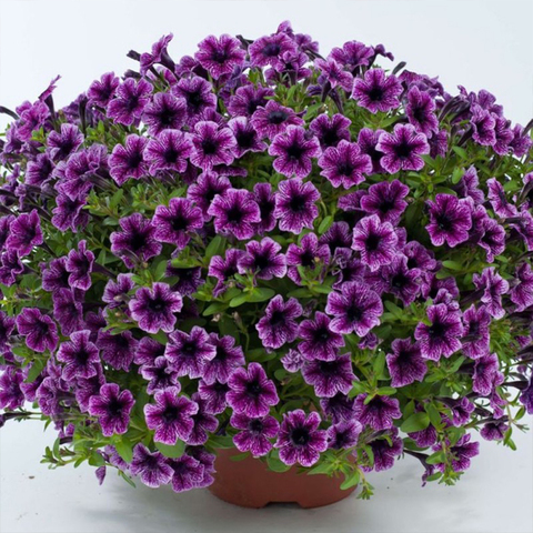 32205 Петуния LITTLETUNIA Blue Vein (Весна 2026)