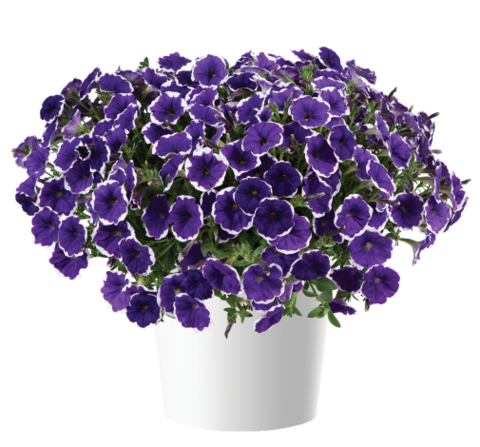 32242 Петуния CASCADIAS Rim Violet Imp. (Весна 2026)