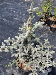 Teofrast Ель колючая picea pungens Erich Frahm