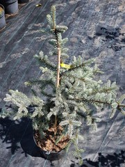 Teofrast Ель колючая picea pungens Erich Frahm