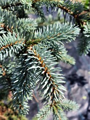 Teofrast Ель колючая picea pungens Erich Frahm