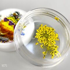 Сухоцветы 