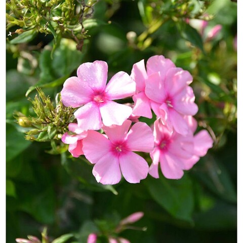 7519 Флокс PHLOXSTAR Pink26 (Весна 2026)