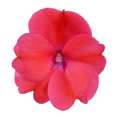 11102 Бальзамин НГ Sunpatiens® Compact Deep Rose (Весна 2026)