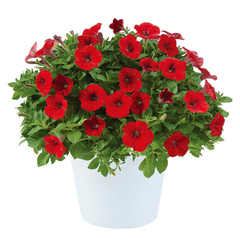32206 Петуния LITTLETUNIA Bright Red (Весна 2026)