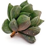 Хавортия купера Купидон
